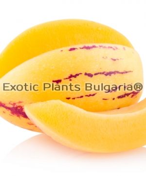 Pepino - Solanum muricatum - 0,3gr.