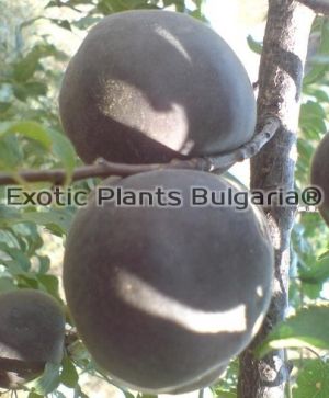 Plumcot Melitopolski® - 2 ltr. pots