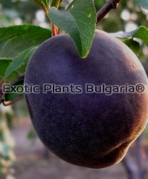 Plumcot Melitopolski® - 2 ltr. pots