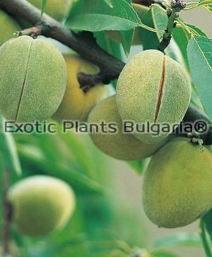 Almond cultivars “Ferragnes”