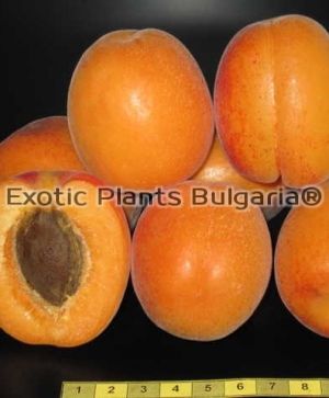 Apricot BORA® - Bare root