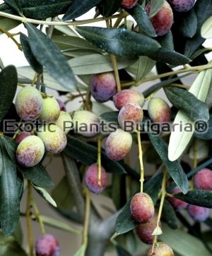 Olive tree Cipressino - 3 ltr. pots