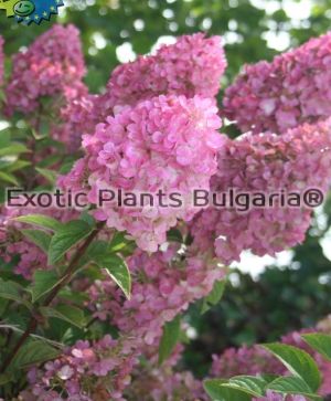 Hydrangea paniculata SUNDAE FRAISE® "Rensun" - 3 ltr. pots
