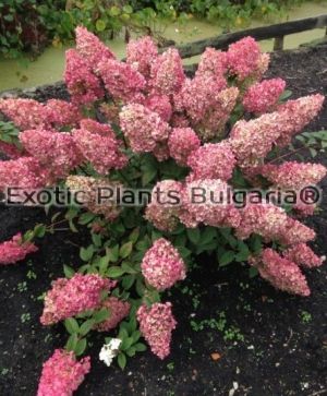 Hydrangea paniculata SUNDAE FRAISE® "Rensun" - 3 ltr. pots