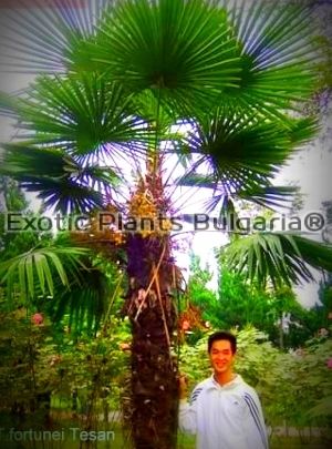 Trachycarpus Fortunei Tesan 3 ltr. pots -20C