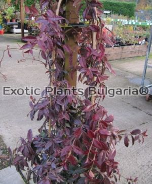 Trachelospermum asiaticum - 2 ltr.pots