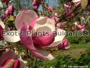 Magnolia Soulangeana Rustica Rubra 250+cm