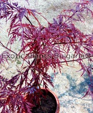 Acer palmatum Dissectum Garnet - 12 ltr.pots terracota