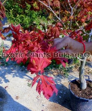 Acer japonicum 'Aconitifolium' 50 ltr. pots