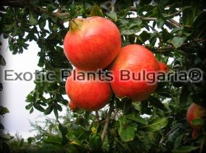 Punica Granatum - Mollar-Roja™ - 1,5 ltr.pots