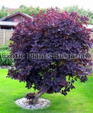 Smoketree 'Royal Purple' - 5 ltr