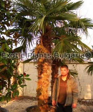 Trachycarpus fortunei   80 ltr