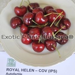 Cherry ROYAL HELEN P.V.R. / череша сорт Роял Хелън