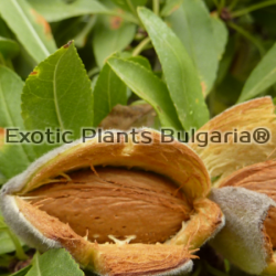 Almond cultivars Constanti ®