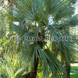 Mazari palm or Afghan palm 2ltr