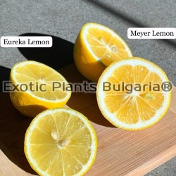 Citrus Lemon Mayer - 0.7 ltr
