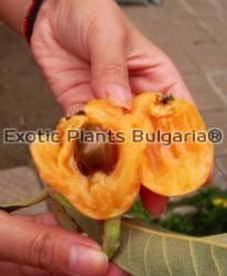 LOQUAT - NAGASAKIWASE  2 ltr
