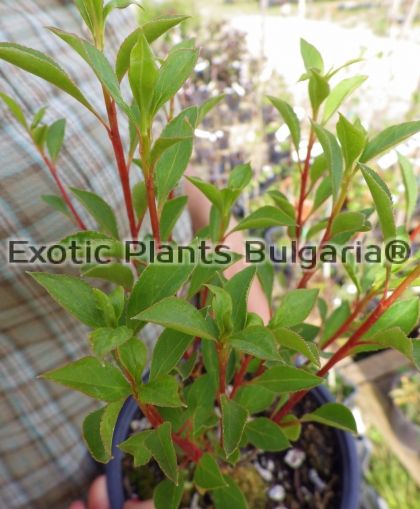 Cornus alba 'Sibirica' - 3 ltr. pots