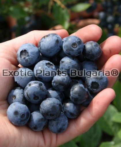 Blueberry Duke - 2 ltr
