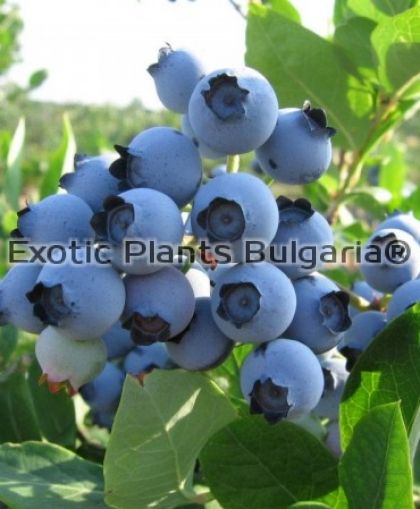 Blueberry Spartan - 2 ltr