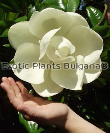 Magnolia Grandiflora Gallisoniensis- 7 ltr