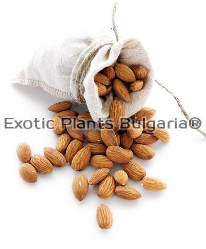 Almond cultivars Soleta ® - бадем
