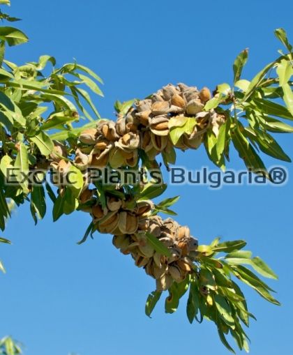 Almond cultivars VAIRO ® - 3 ltr.