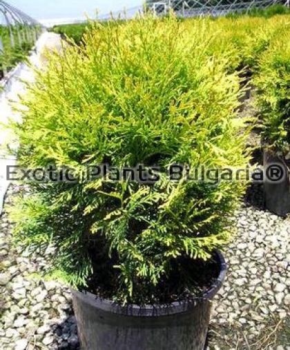 Thuja occidentalis Globosa green form - 3 ltr