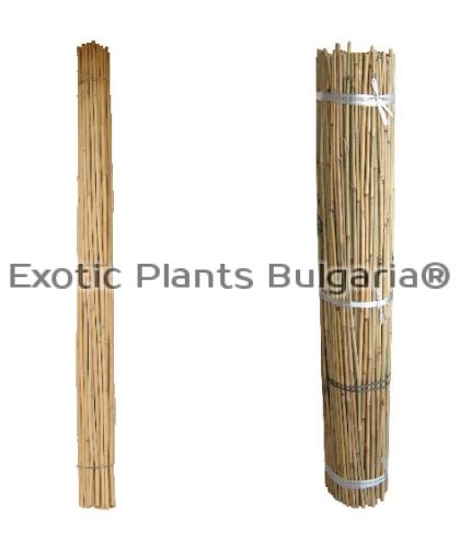 Бамбукови пръчки / Tonkin bamboo - 100 pcs ( 8-10мм) - 90 см