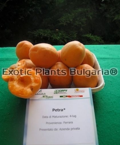 Apricot Petra / кайсия сорт Петра