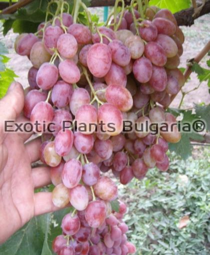 Grapes Afuz Ali Pink / Афуз Али розов - 2 ltr