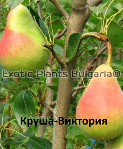 Pears Victoria / Круша Виктория - 3 ltr.