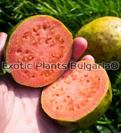 Guayaba, Guava - Redland