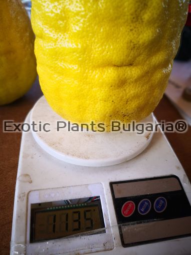 Citrus Lemon Ponderosa- 15ltr. pots