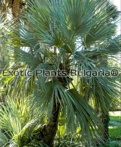 Mazari palm or Afghan palm 2ltr