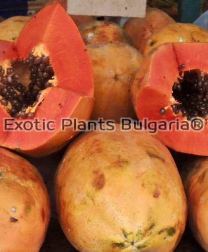 Guban Fruta Bomba Baracoa - 5 pcs