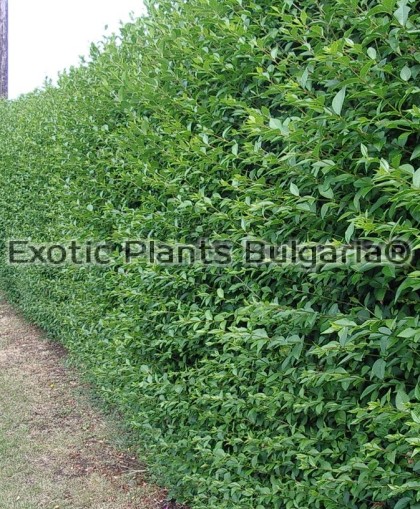 Ligustrum Lucidum - 4 ltr