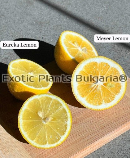 Citrus Lemon Mayer - 0.7 ltr