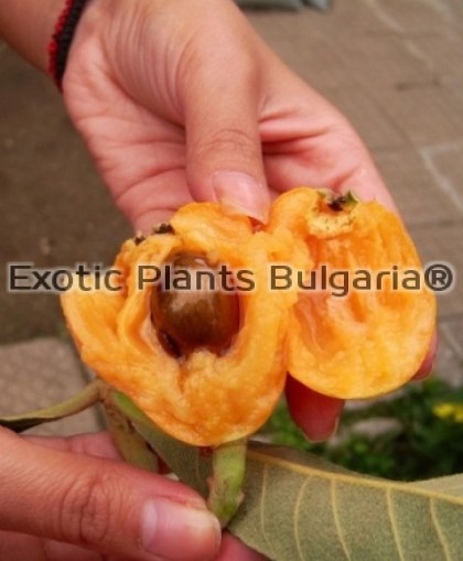 LOQUAT - NAGASAKIWASE  2 ltr