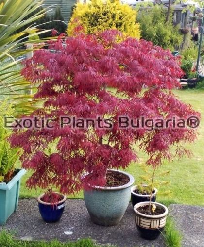 Acer palmatum Thunb. Cv. 'Atropurpurpureum' - 4 ltr