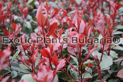 Photinia Red Robin 100 cm - 3 and 4 ltr pots .