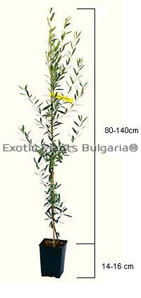 Olive tree Petroelia - Маслина, сорт Петроеля - 5 ltr.