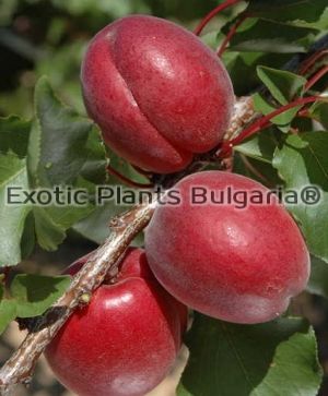 Apricot RUBIS - Bare root