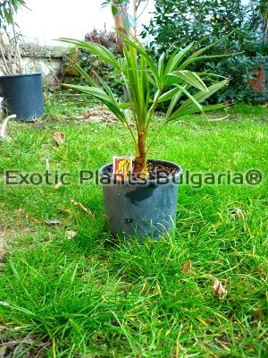 Trachycarpus Fortunei  2 ltr. pots -21C