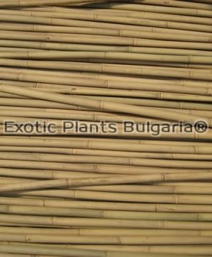 Бамбукови пръчки / Tonkin bamboo - 100 pcs ( 8-10мм) - 90 см
