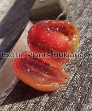Actinidia 'Ken's Red' - 2 ltr.