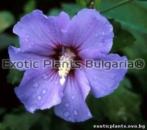Hibiscus syriacus Rose Of Sharon mix color 