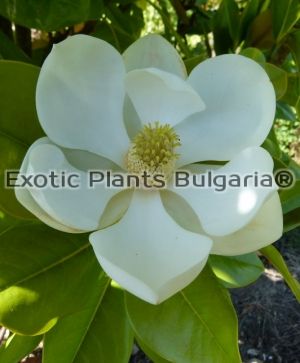 Magnolia grandiflora Namnetensis Flore - 3 ltr