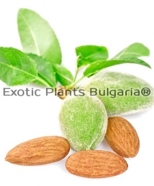 Almond cultivars “MARINADA”® - 2 ltr.