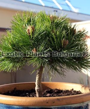 Pinus densiflora 'Umbraculifera' - 7,5 ltr
